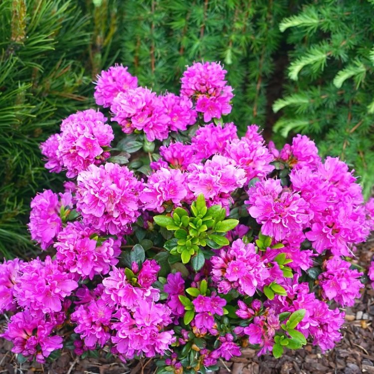 Azalka japonská (Azalea japonica) ´GEISHA PURPLE´ - výška 20-30 cm, kont. P9